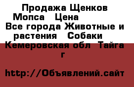 Продажа Щенков Мопса › Цена ­ 18 000 - Все города Животные и растения » Собаки   . Кемеровская обл.,Тайга г.